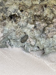 Chiton tuberculatus