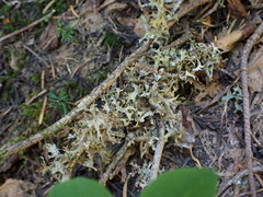 Tuckermanopsis subalpina