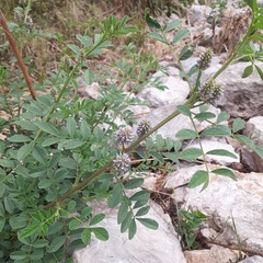 Glycyrrhiza echinata