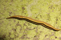 Australopacifica regina