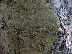 Pertusaria flavida
