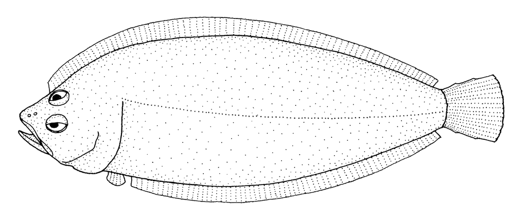 Finless Flounder