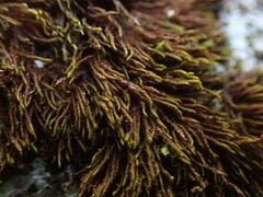Andreaea nivalis