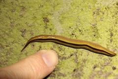 Australopacifica regina