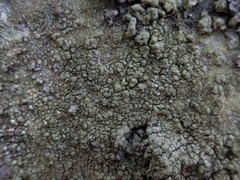Pertusaria flavida