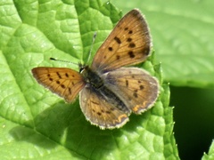 Tharsalea dorcas sangremar