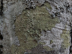 Pertusaria flavida