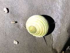 Nerita plicata