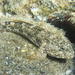 Giant Goby - Photo (c) xavibou, some rights reserved (CC BY-NC)