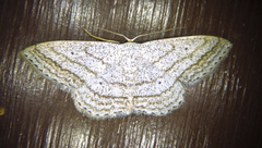 Scopula ancellata