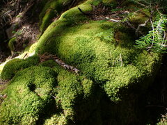 Dicranum pallidisetum