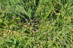 Geranium palustre