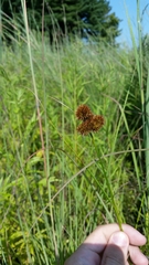 Juncus torreyi