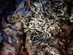 Parmeliopsis hyperopta