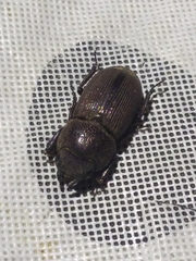 Dorcus brevis