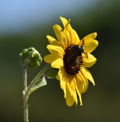 Xylocopa californica californica