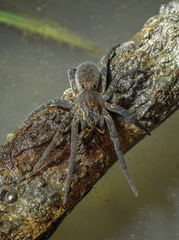 Ancylometes concolor