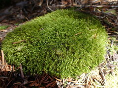 Dicranum pallidisetum