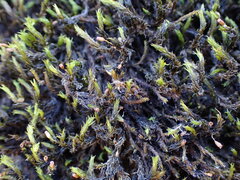 Grimmia ramondii