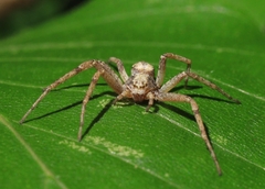 Philodromus aureolus