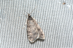 Scoparia penumbralis