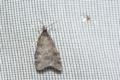 Scoparia penumbralis