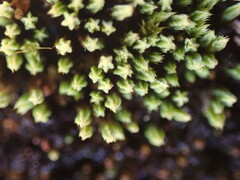 Conostomum tetragonum