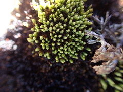 Conostomum tetragonum