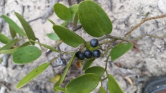 Smilax rufescens