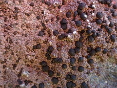 Rhizocarpon hensseniae