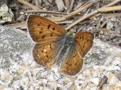 Tharsalea dorcas sangremar