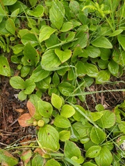 Vaccinium praestans