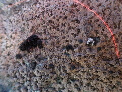 Rhizocarpon hensseniae