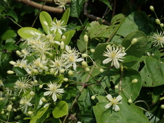Clematis javana