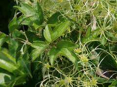 Clematis javana