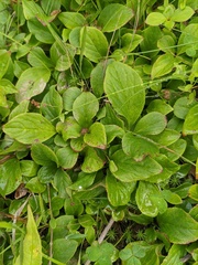 Vaccinium praestans