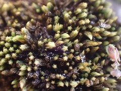 Conostomum tetragonum