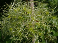 Clematis javana
