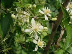 Clematis javana