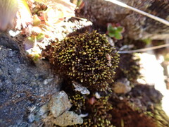 Conostomum tetragonum