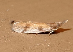 Peoria longipalpella