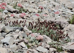 Chaenactis douglasii alpina