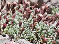 Chaenactis douglasii alpina