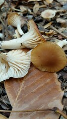 Cuphophyllus colemannianus