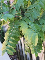 Styphnolobium japonicum