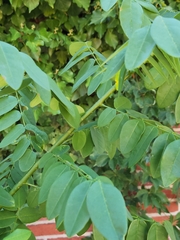 Styphnolobium japonicum