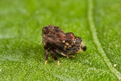 Tylopelta gibbera