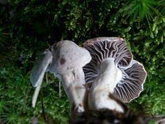 Cuphophyllus canescens