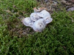 Cuphophyllus canescens