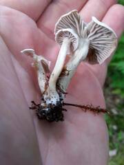 Cuphophyllus canescens